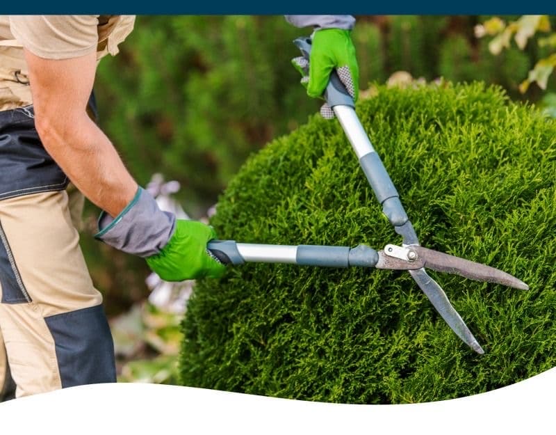 Tree Trimming