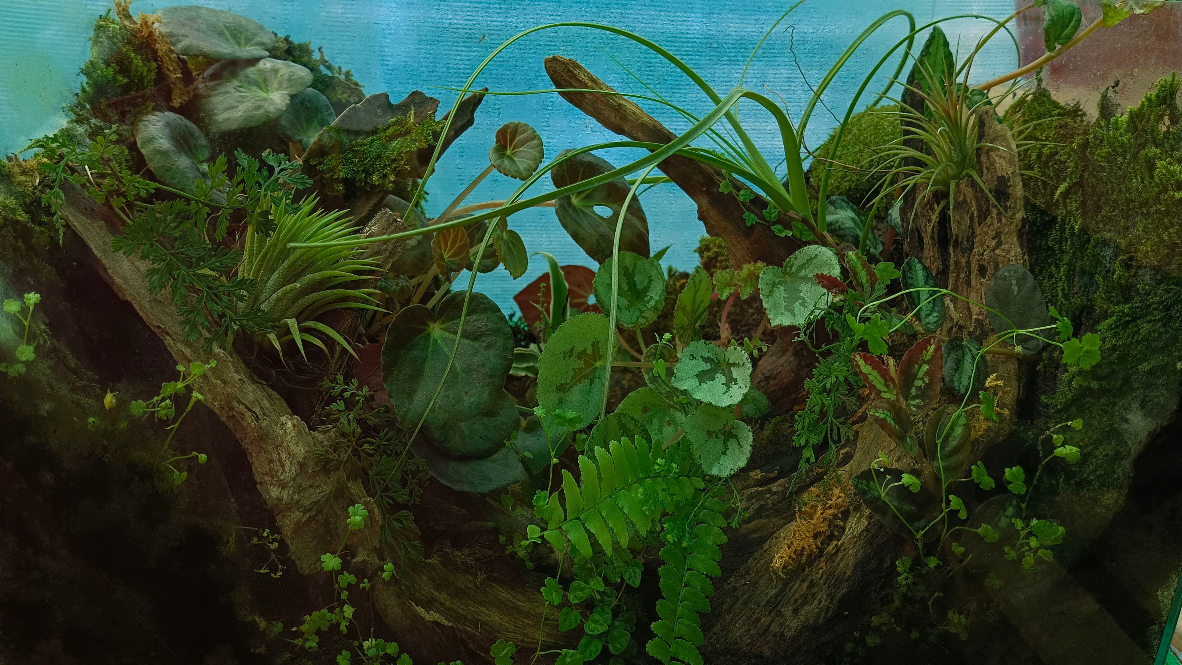 Terrarium Making